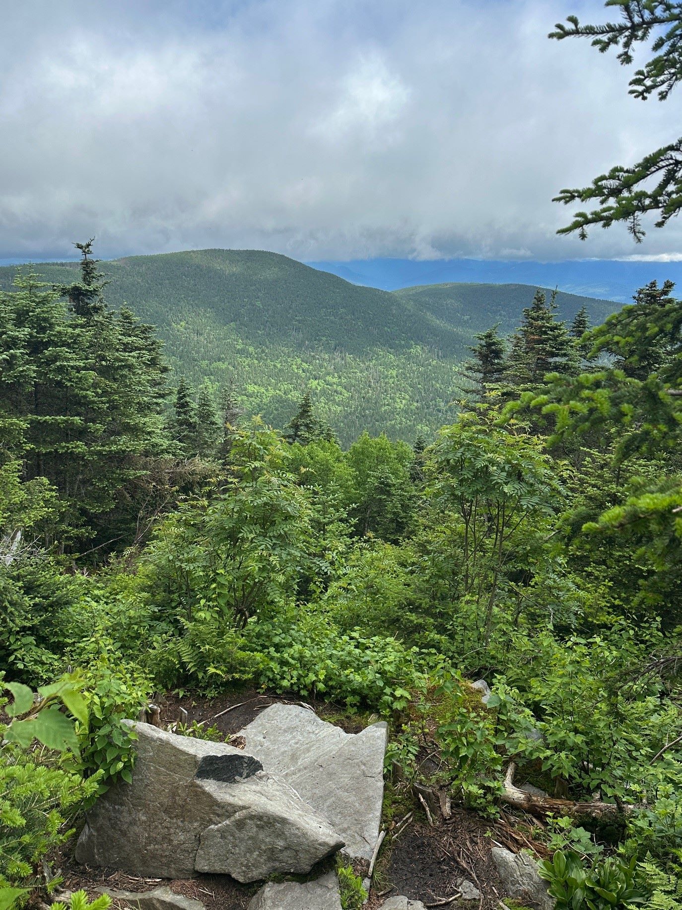 A green view looking down at trees and mountains